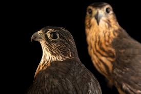 Image result for Falco columbarius