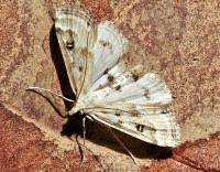 Attēlu rezultāti vaicājumam “Parapoynx stratiotata”