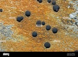 Attēlu rezultāti vaicājumam “Porpidia macrocarpa”