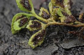 Attēlu rezultāti vaicājumam “Milesina murariae”