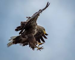 Image result for Haliaeetus albicilla