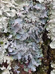 Attēlu rezultāti vaicājumam “Punctelia subrudecta”