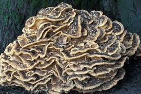 Attēlu rezultāti vaicājumam “Grifola frondosa”