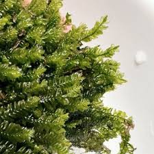 Attēlu rezultāti vaicājumam “Chiloscyphus polyanthos”