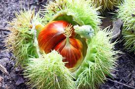 Attēlu rezultāti vaicājumam “Castanea sativa  fruit”