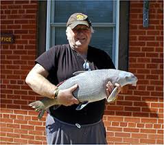 Image result for Cycleptus elongatus