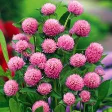 Image result for Kugelamarant