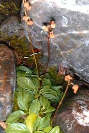 Attēlu rezultāti vaicājumam “Pyrola chlorantha leaf”