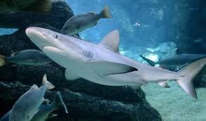 Image result for Carcharhinus