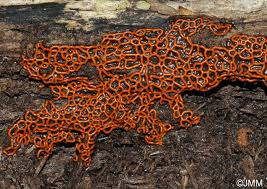 Attēlu rezultāti vaicājumam “Hemitrichia serpula”