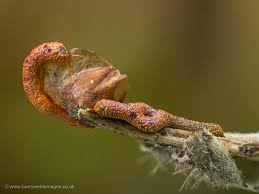 Attēlu rezultāti vaicājumam “Willkommlangea reticulata spores”
