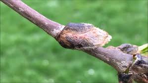 Attēlu rezultāti vaicājumam “Sorbus aucuparia bud”