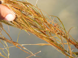 Attēlu rezultāti vaicājumam “Stuckenia filiformis bud”