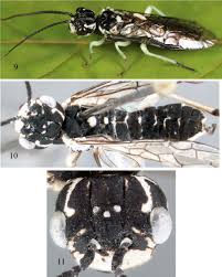 Attēlu rezultāti vaicājumam “Pamphiliidae”