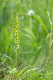 Attēlu rezultāti vaicājumam “Listera ovata flower”