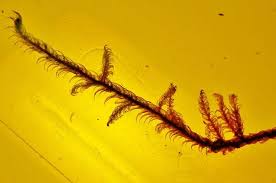 Attēlu rezultāti vaicājumam “Warnstorfia exannulata”