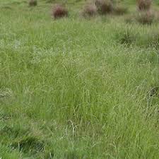 Attēlu rezultāti vaicājumam “Glyceria fluitans”