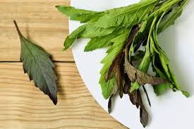 Image result for Chenopodium ambrosioides