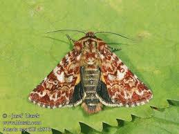 Attēlu rezultāti vaicājumam “Anarta myrtilli”