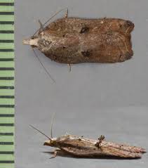 Attēlu rezultāti vaicājumam “Acleris cristana”