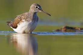 Attēlu rezultāti vaicājumam “Tringa ochropus”