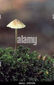 Attēlu rezultāti vaicājumam “Mycena zephirus”