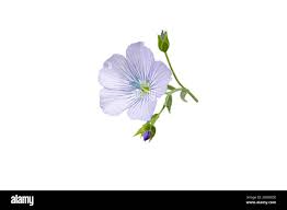 Attēlu rezultāti vaicājumam “Linum usitatissimum bud”