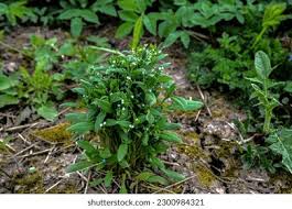 Attēlu rezultāti vaicājumam “Myosotis sparsiflora flower”