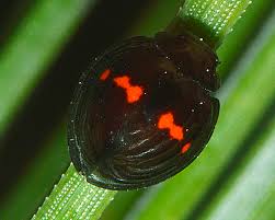 Attēlu rezultāti vaicājumam “Trichia alpina sessile”