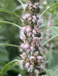 Attēlu rezultāti vaicājumam “Leonurus cardiaca flower”