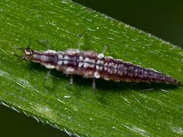 Attēlu rezultāti vaicājumam “Hemerobiidae”