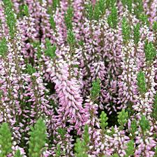 Attēlu rezultāti vaicājumam “Calluna vulgaris flower”