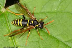 Attēlu rezultāti vaicājumam “Tenthredo scrophulariae larva”