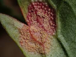 Attēlu rezultāti vaicājumam “Pucciniales”