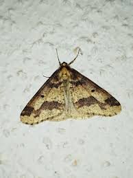 Attēlu rezultāti vaicājumam “Erannis defoliaria”