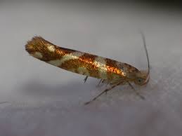 Attēlu rezultāti vaicājumam “Argyresthia goedartella”