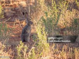 Attēlu rezultāti vaicājumam “Lepus sp.”
