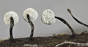 Attēlu rezultāti vaicājumam “Didymium nigripes”