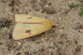 Attēlu rezultāti vaicājumam “Diacrisia sannio male”