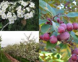 Attēlu rezultāti vaicājumam “Crataegus macracantha”