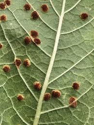 Attēlu rezultāti vaicājumam “Puccinia urticata”