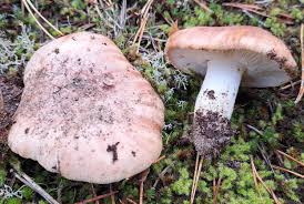 Attēlu rezultāti vaicājumam “Postia floriformis”