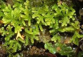 Attēlu rezultāti vaicājumam “Kurzia pauciflora”