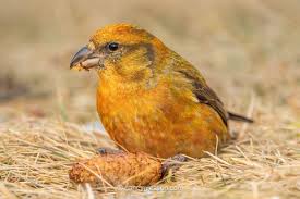 Image result for Loxia curvirostra