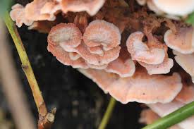 Attēlu rezultāti vaicājumam “Phlebia tremellosa”