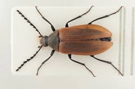 Attēlu rezultāti vaicājumam “Pseudocistela ceramboides”