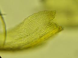 Attēlu rezultāti vaicājumam “Scorpidium cossonii”