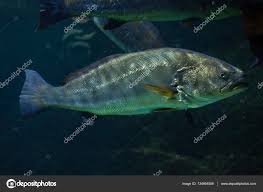 Image result for Argyrosomus regius