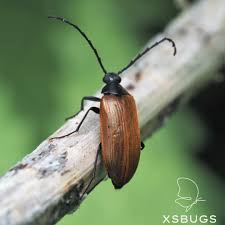 Attēlu rezultāti vaicājumam “Pseudocistela ceramboides”