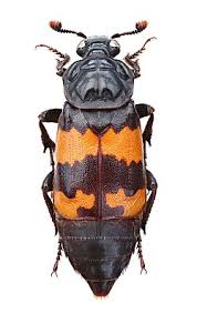 Attēlu rezultāti vaicājumam “Nicrophorus investigator imago”